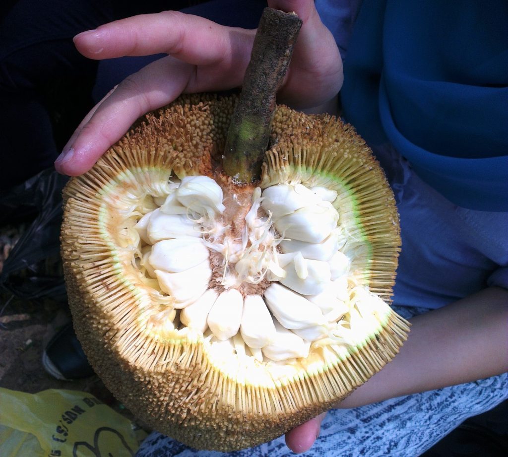 Tarap - the best fruit in Borneo ever.