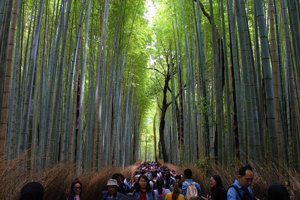 Arashiyama, Kyoto: Romantic Train, Bamboo Forest & Tenryu-ji